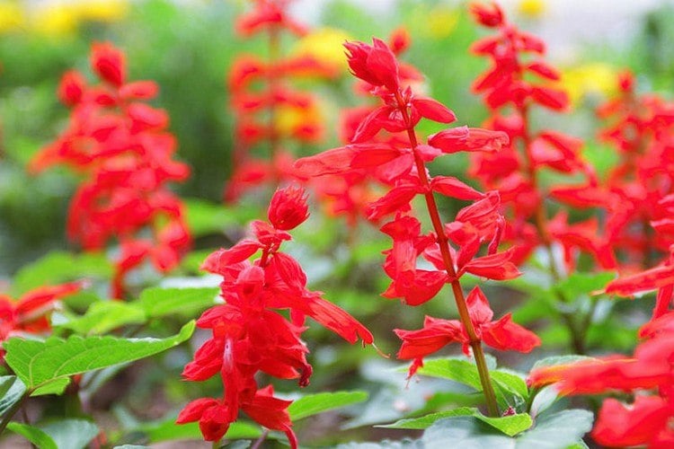 Rote Blumen für Balkon Feuersalbei knallige Blüten