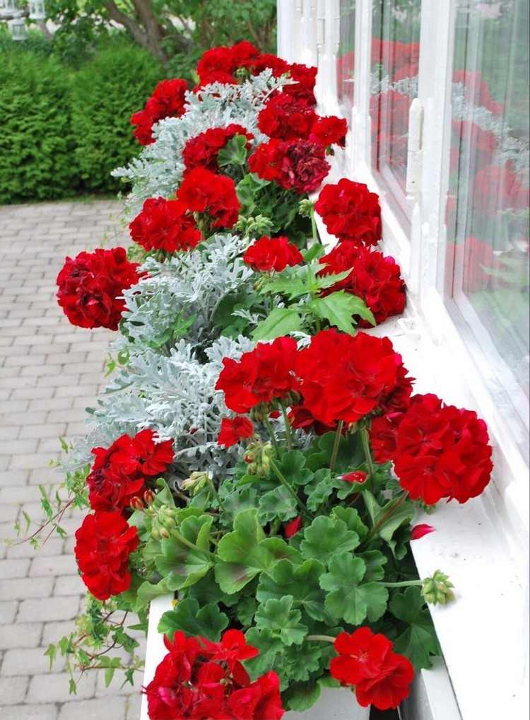 Rote Blumen für Balkon Geranien in Balkonkästen