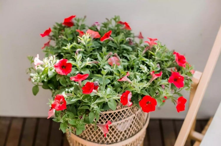 Rote Blumen für Balkon Petunia Sorten