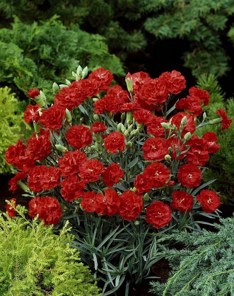 Rote Gartennelke der Sorte Can Can Scarlet für Balkon