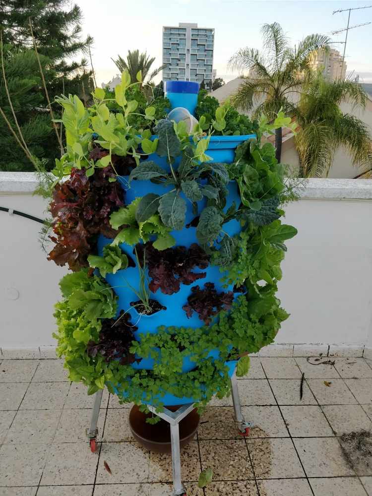 Salate und Kräuter ins Balkon Hochbeet pflanzen