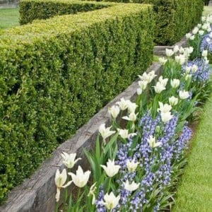 Schmales Beet vor der Hecke Pflanzen weiß lila