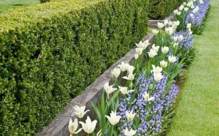 Schmales Beet vor der Hecke Pflanzen weiß lila