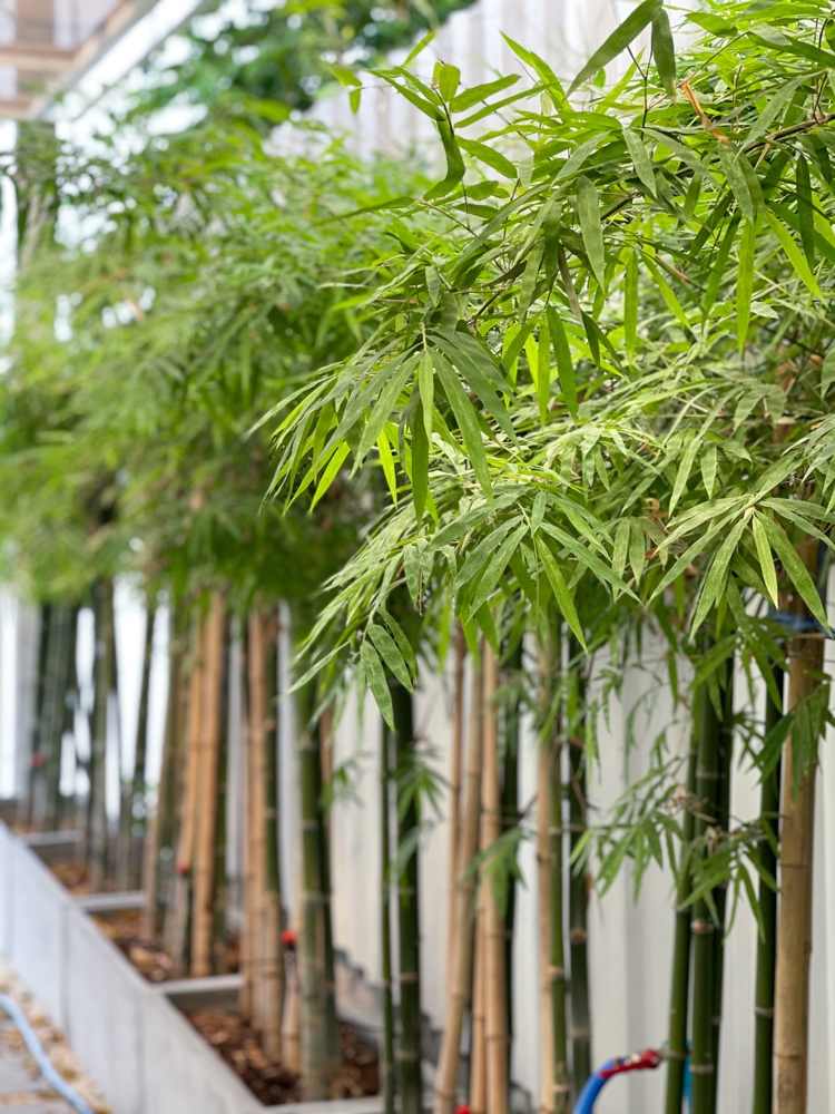 Sichtschutz aus Bambus Pflanzen in Kübeln