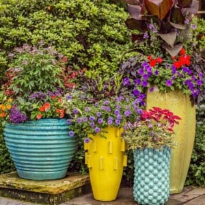 Sommerbepflanzung für Kübel so gestalten Sie Terrasse mit Sommerblumen