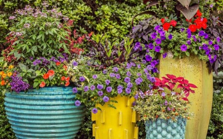 Sommerbepflanzung für Kübel so gestalten Sie Terrasse mit Sommerblumen