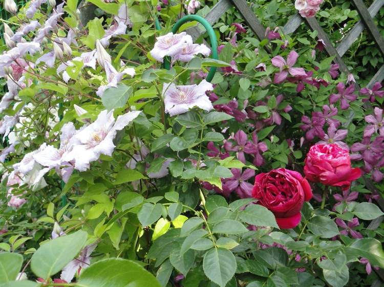 Strauchrose Red Eden Rose, umgeben von Clematis Eetika und Marmori