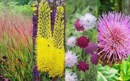 Terrassen Pflanzen für direkte Sonne viel Hitze und trockene Böden vertragen