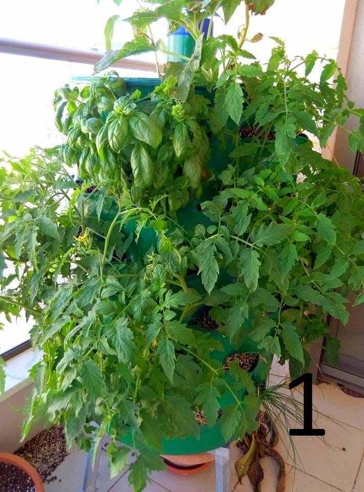 Tomaten im Hochbeet auf dem Balkon mit Basilikum zusammen pflanzen