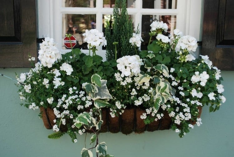 Weiße Geranien und Stiefmütterchen, Spargelkraut, Efeu und Elfenspiegel im Blumenkasten vor dem Fenster