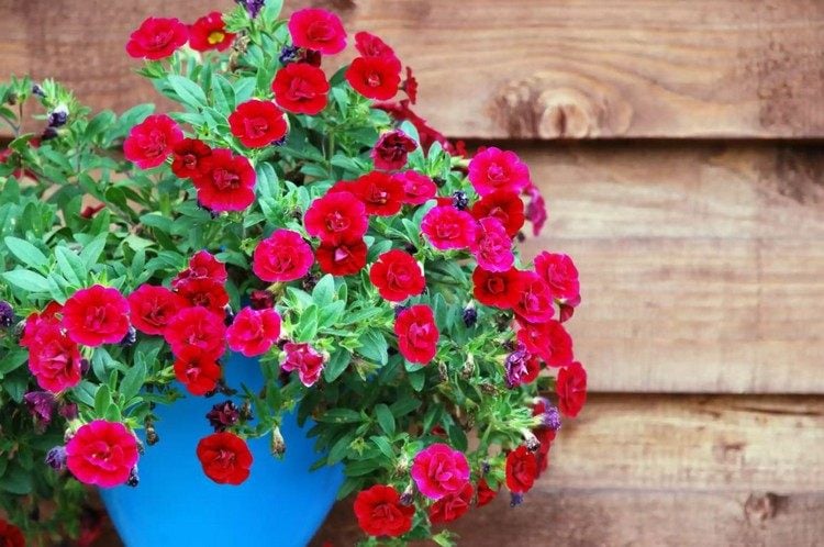 Zauberglöckchen Calibrachoa rote Blume für Balkon