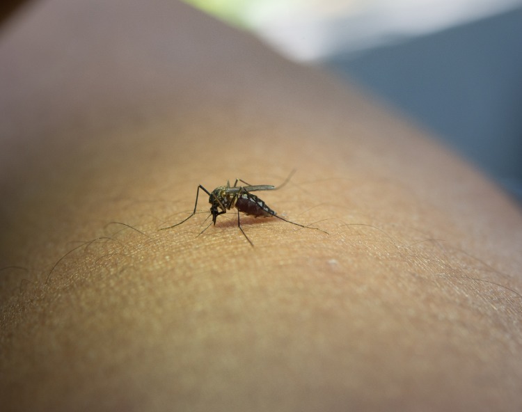 asiatische tigermücke kann dengue fieber oder zika virus sowie malaria übertragen