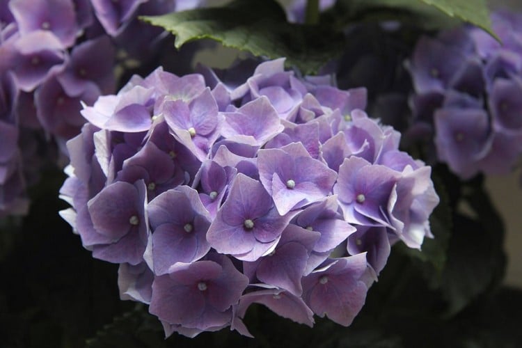 blau blühende Balkonpflanzen Hortensien