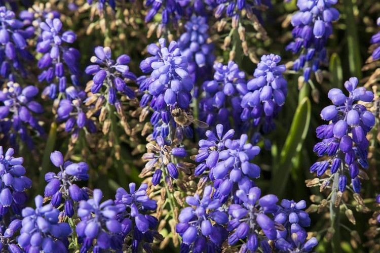 blau blühende Balkonpflanzen Lavendel Pflege