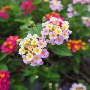 dauerblühende Sommerblumen für Kübel und Balkonkasten Wandelroeschen