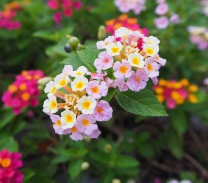 dauerblühende Sommerblumen für Kübel und Balkonkasten Wandelroeschen