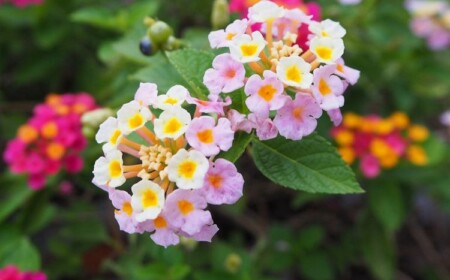 dauerblühende Sommerblumen für Kübel und Balkonkasten Wandelroeschen