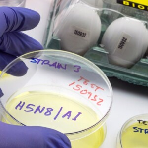 neuer stamm der vogelgrippe namens h5n8 könnte auf menschen übertragen werden