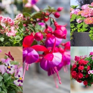 pinke Blumen für Balkon Sorten für Blumenkasten Spalier und Blumenampel