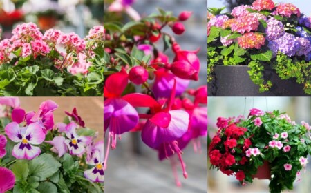 pinke Blumen für Balkon Sorten für Blumenkasten Spalier und Blumenampel