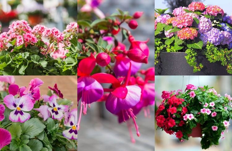 pinke Blumen für Balkon Sorten für Blumenkasten Spalier und Blumenampel