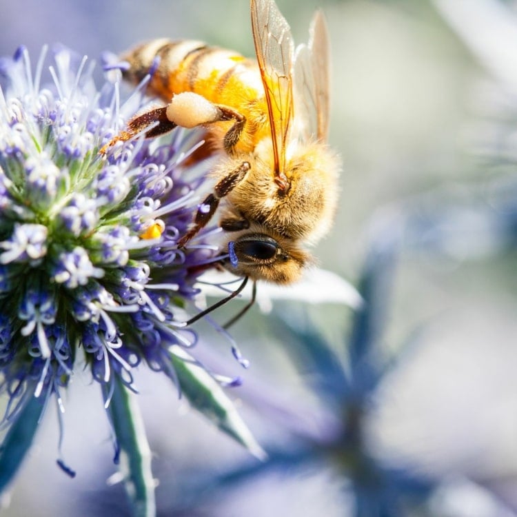 Bienentränke selber bauen - Ideen für einen bienenfreundlichen Garten oder Balkon