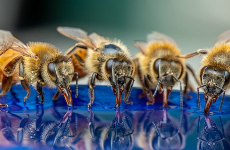 Bienentränke selber bauen - Ideen zum Selbermachen