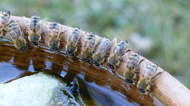 Bienentränke selber bauen - Was ist eine Insektentränke und wozu dient sie