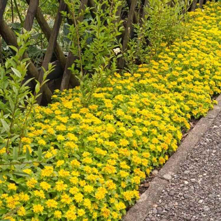 Bodendecker gelb winterhart Teppichsedum Pflanzen Fetthenne