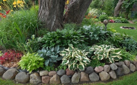 Bodendecker unter Bäumen für Schatten Funkien und Gräser