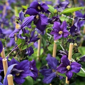 Clematis Durandii ist ideal für Kübelhaltung