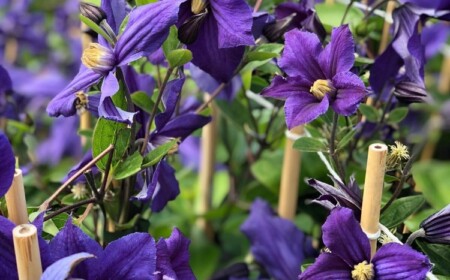 Clematis Durandii ist ideal für Kübelhaltung