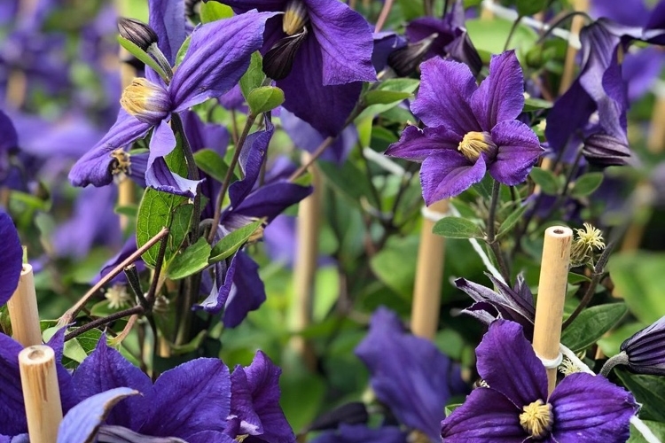 Clematis Durandii ist ideal für Kübelhaltung