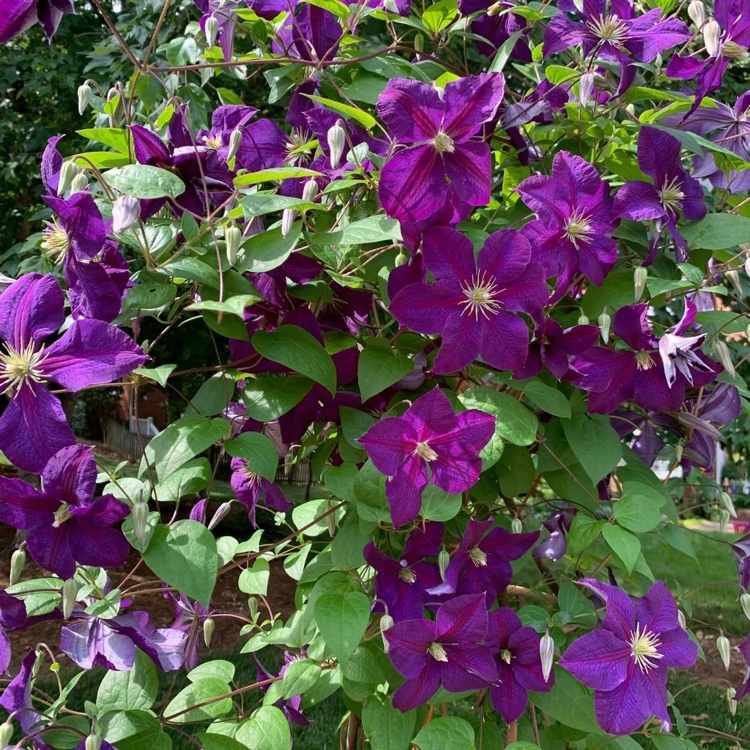 Clematis Superba violett blüht den ganzen Sommer