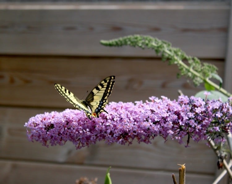 Der Schmetterlingsstrauch blüht den ganzen Sommer
