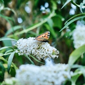 Der Sommerflieder ist ein im Sommer blühender Strauch