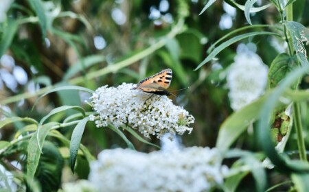 Der Sommerflieder ist ein im Sommer blühender Strauch