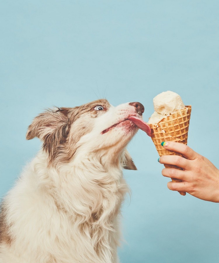 Eis für Hunde selber machen Hundeeis mit Erdnussbutter und Banane