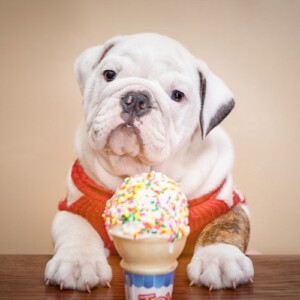 Eis für Hunde selber machen mit Joghurt und Obst Hundeleckerli Rezepte