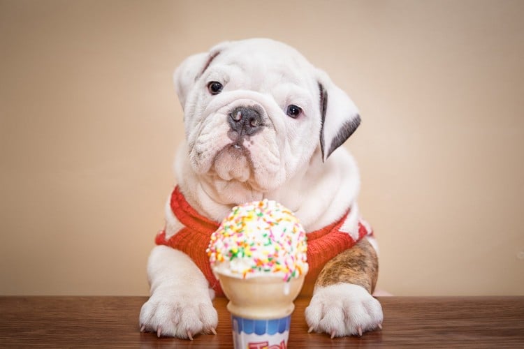 Eis für Hunde selber machen mit Joghurt und Obst Hundeleckerli Rezepte