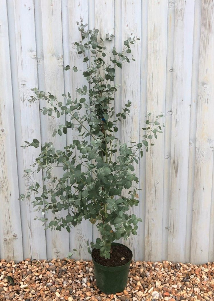 Eukalyptus Baum im Topf windgeschützt an der Hauswand