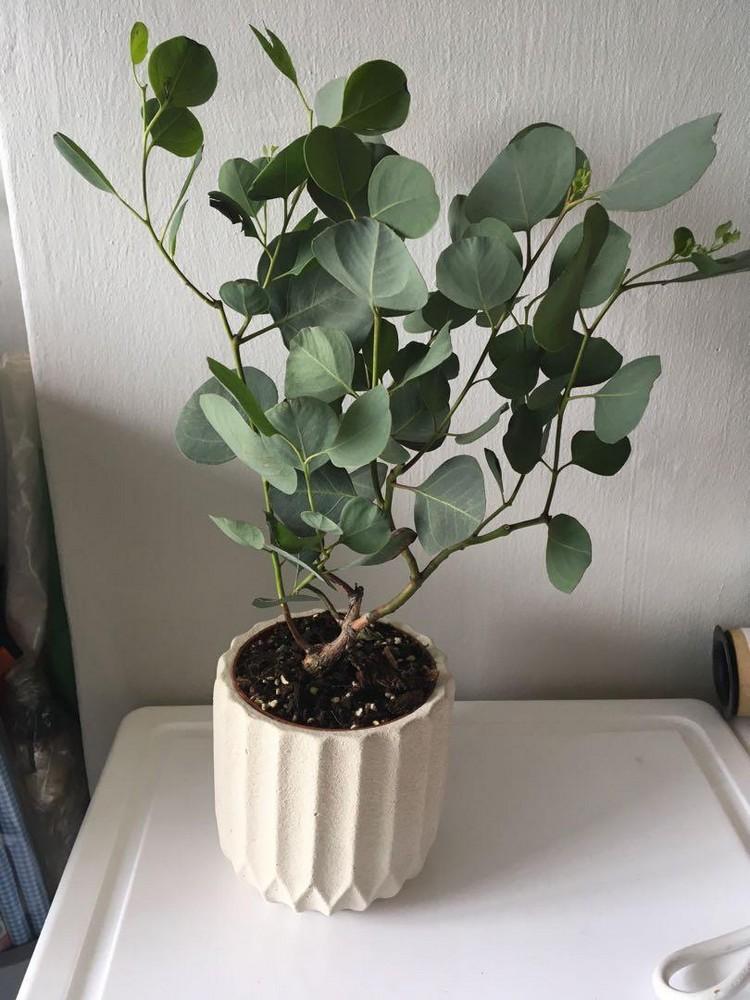 Eukalyptus als Zimmerpflanze Tipps zur Pflege