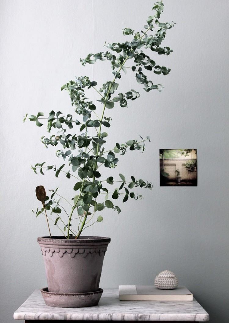 Eukalyptus im Topf als Zimmerpflanze halten Tipps zum Standort