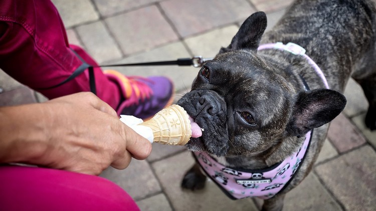 Hunde Eis selber machen kann mein Hund Eiscreme essen