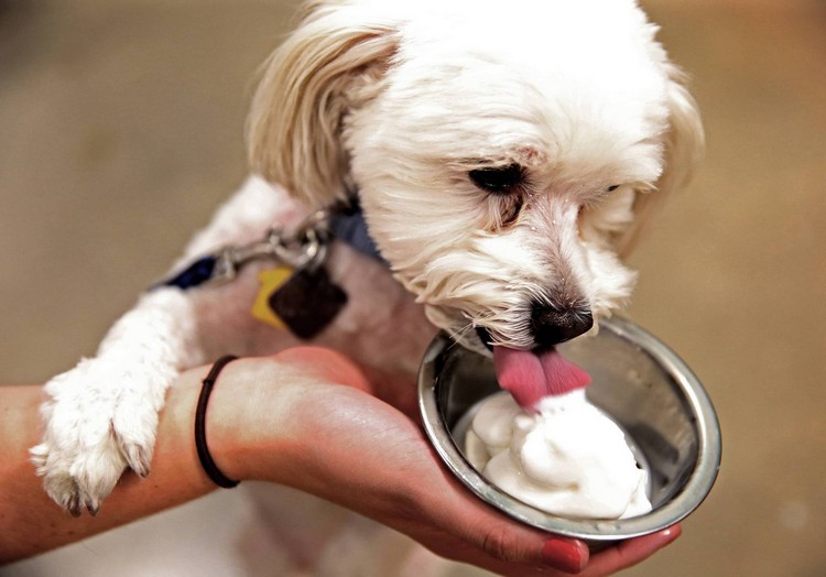 Joghurt Eis für Hunde selber machen Hundeleckerli Rezepte einfach