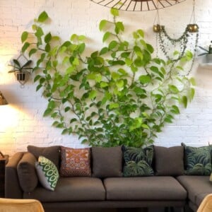 Kletterpflanzen als Deko für Wohnzimmer Wand