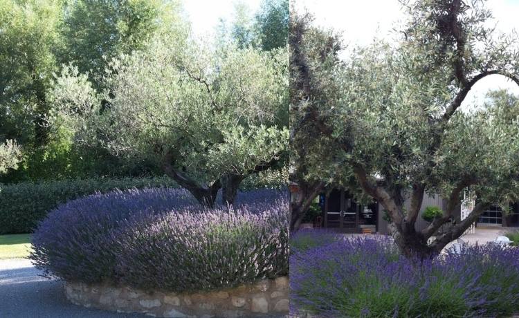 Lavendem um Baum pflanzen im mediterranen Garten Olivenbaum