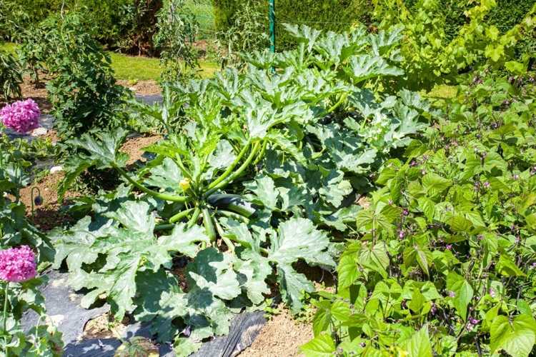 Mischkultur für Nutzgarten zusammenstellen mit Zucchini