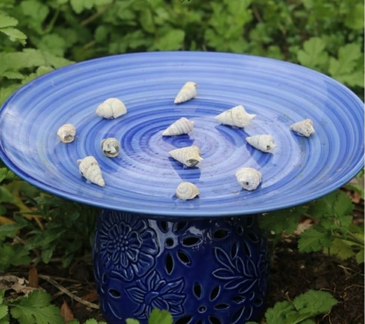 Muscheln und Seeschnecken in einer blauen Schale als Landeplätze für Bienen