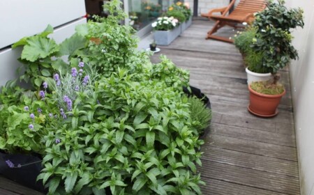 Pfefferminze Mentha x piperita auf balkon gegen Mücken